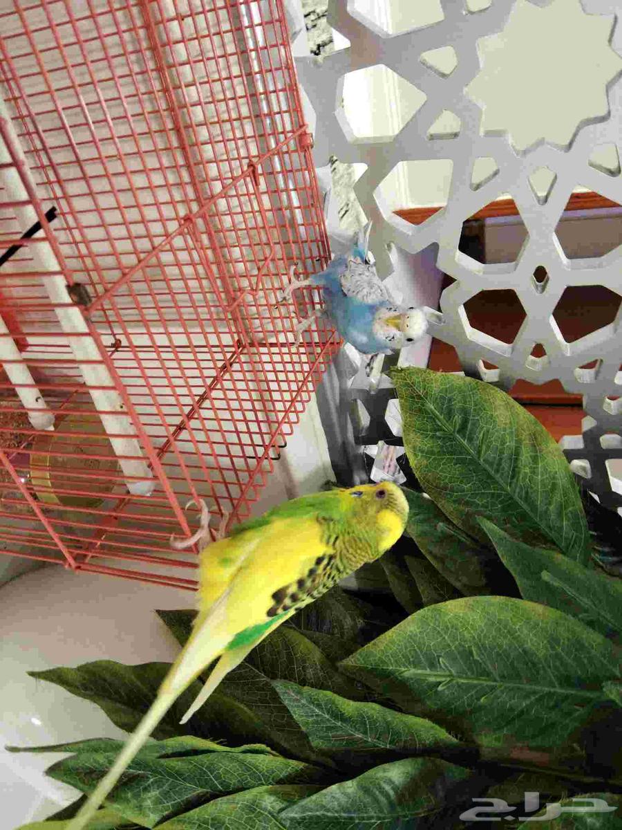 طيور حب معا الملحقات64489308789378110