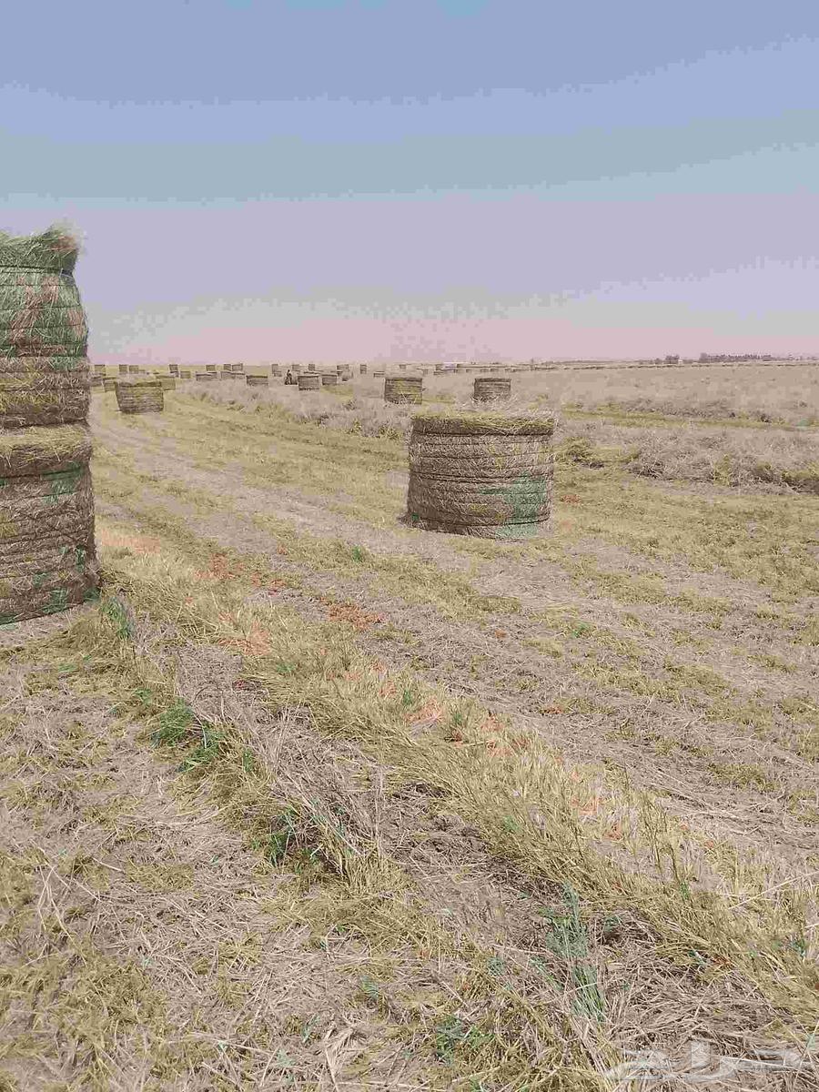 Hello and God's mercy, new smooth Rhodes rolls, comet64488699594499110