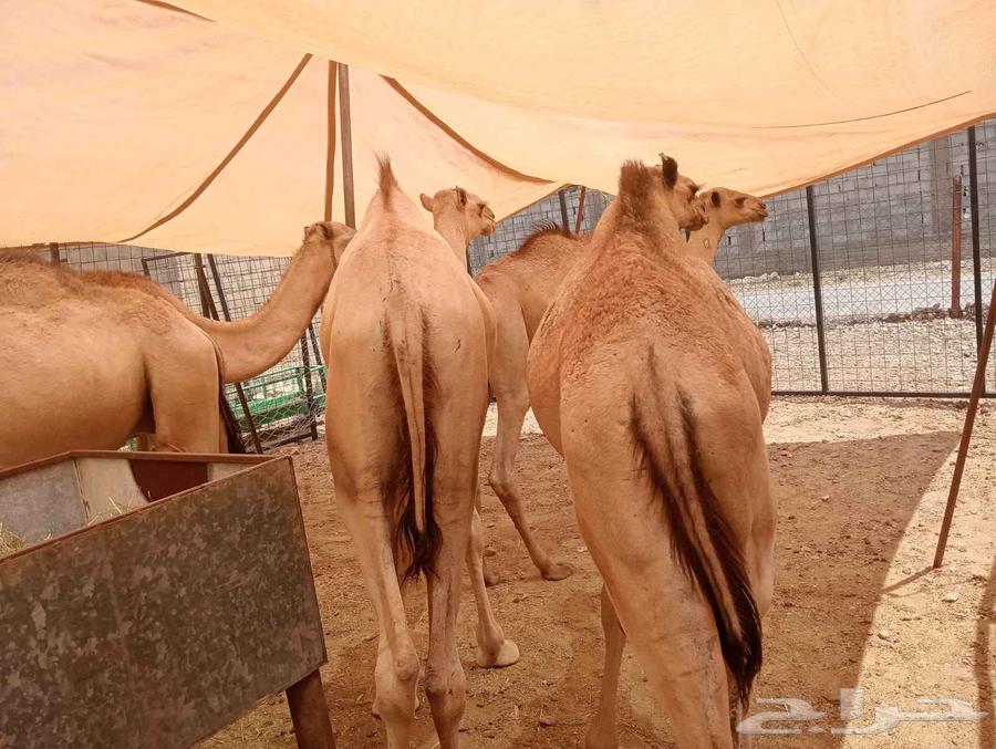 قعدان صومالية حشو مفاريد حشوان للبيع64489861713026114