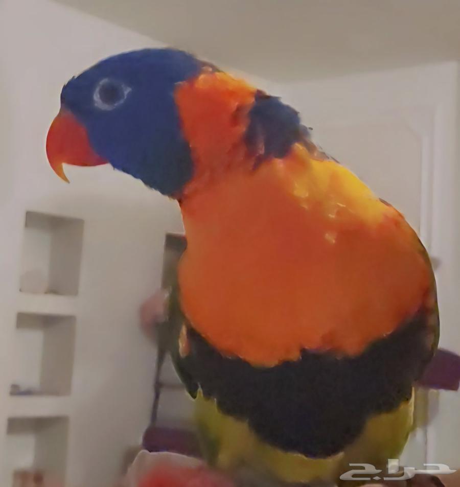 ببغاء اللوري64492175584898110