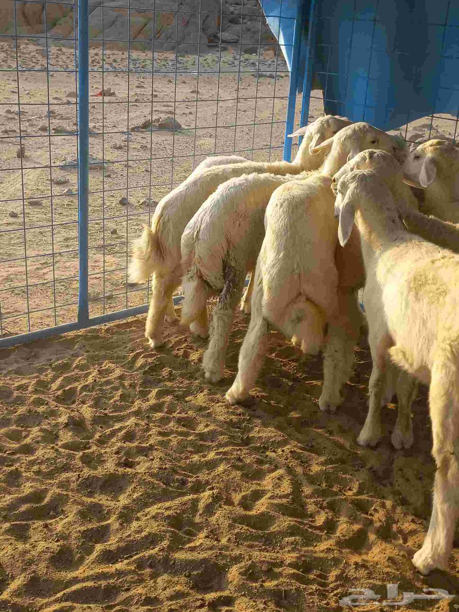 طليان حري للبيع بلجمله وا التفريدي64490399663617113