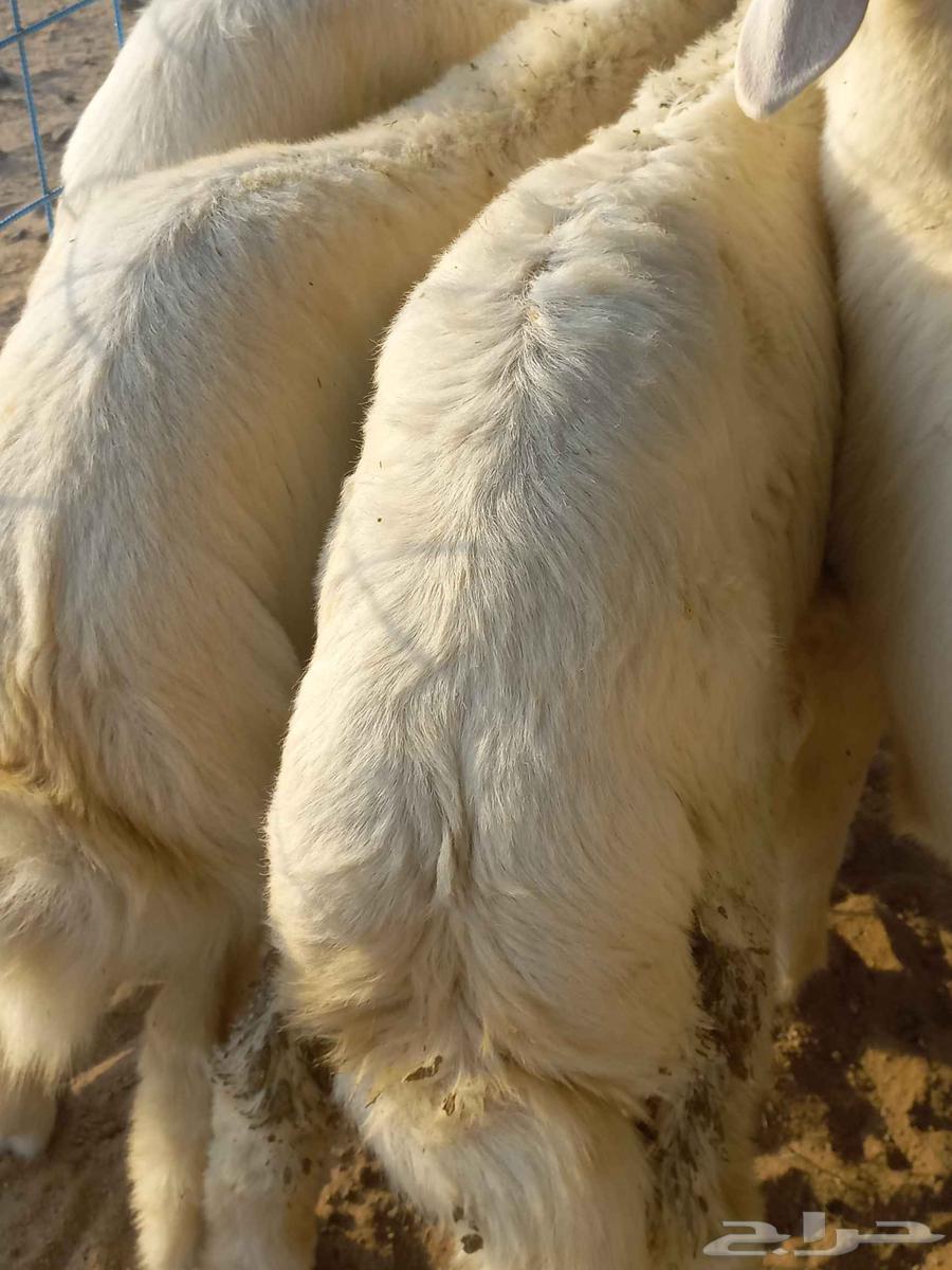 طليان حري للبيع بلجمله وا التفريدي64490399663617110