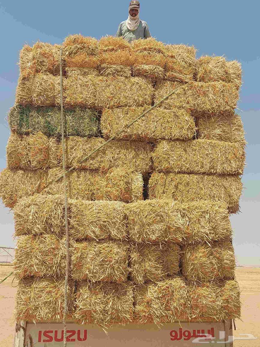 موجود تيبن ماشاالله64489253172354110