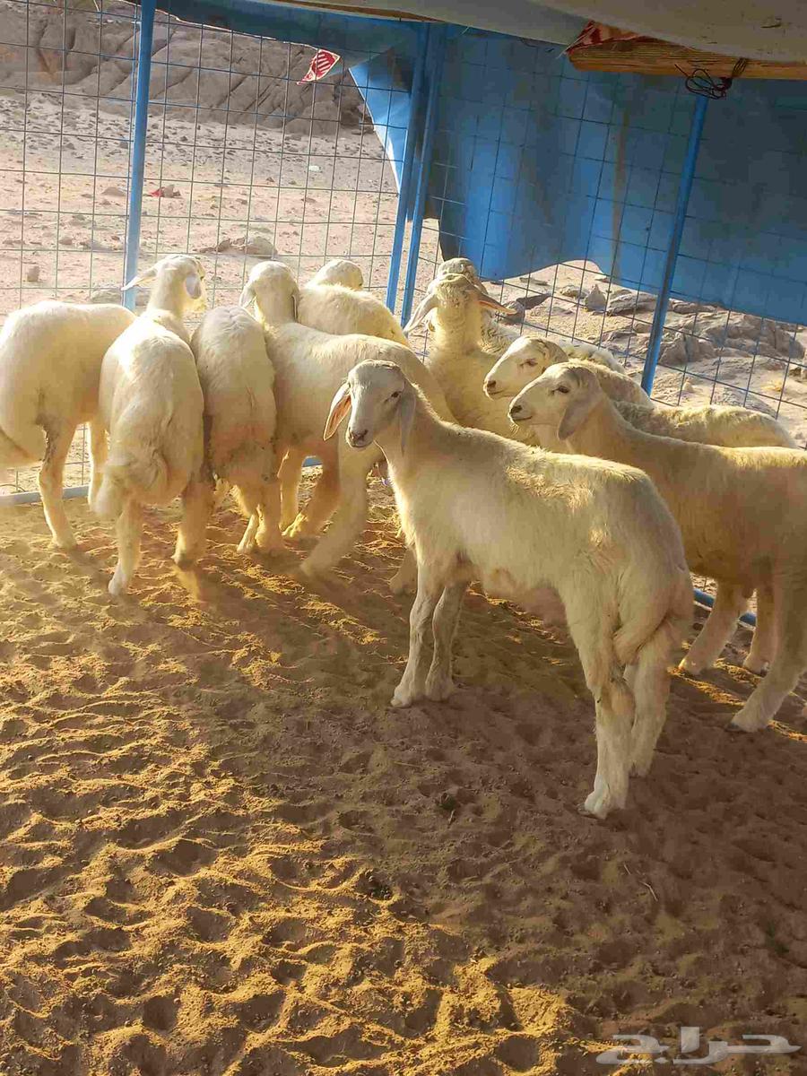 طليان حري للبيع بلجمله وا التفريدي التواصل على هذا الرقم 0564487814828034113