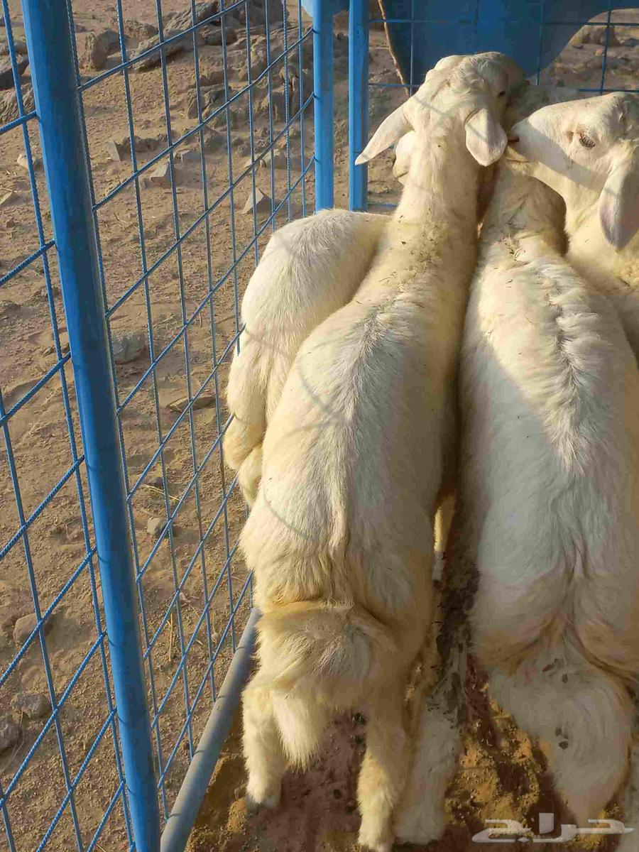 طليان حري للبيع بلجمله وا التفريدي التواصل على هذا الرقم 0564487814828034111