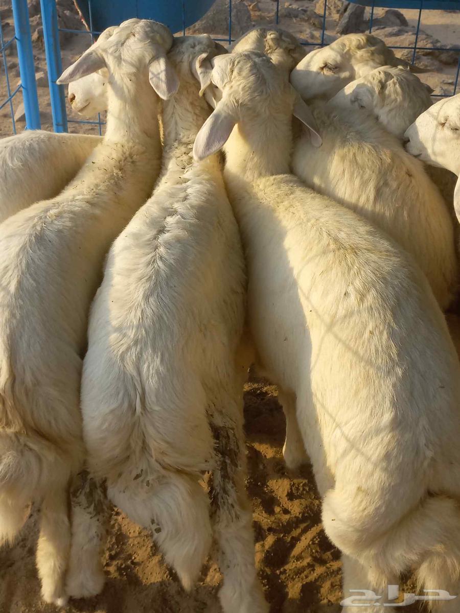 طليان حري للبيع بلجمله وا التفريدي64490399663617114