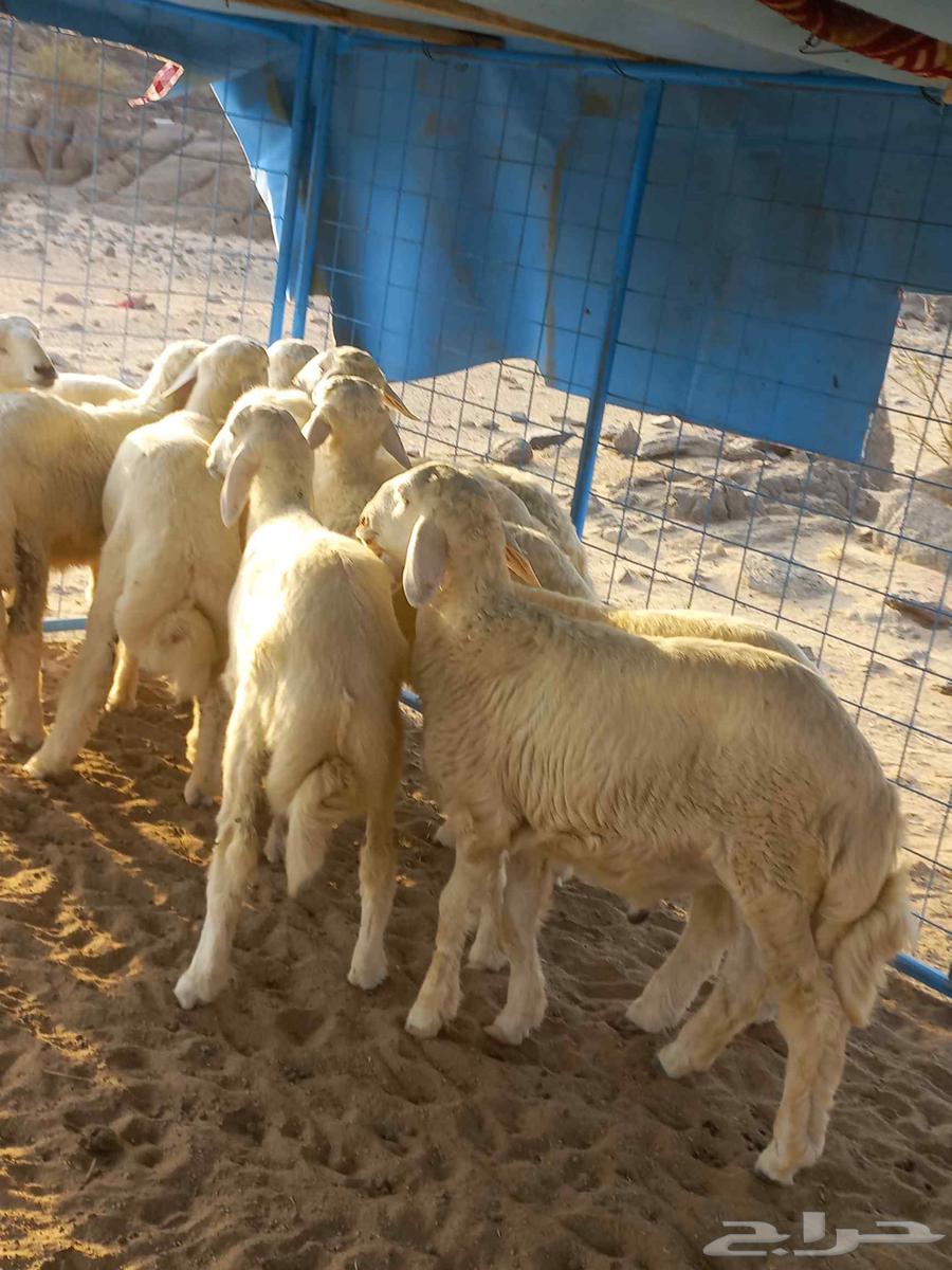 طليان حري للبيع بلجمله وا التفريدي64490399663617112