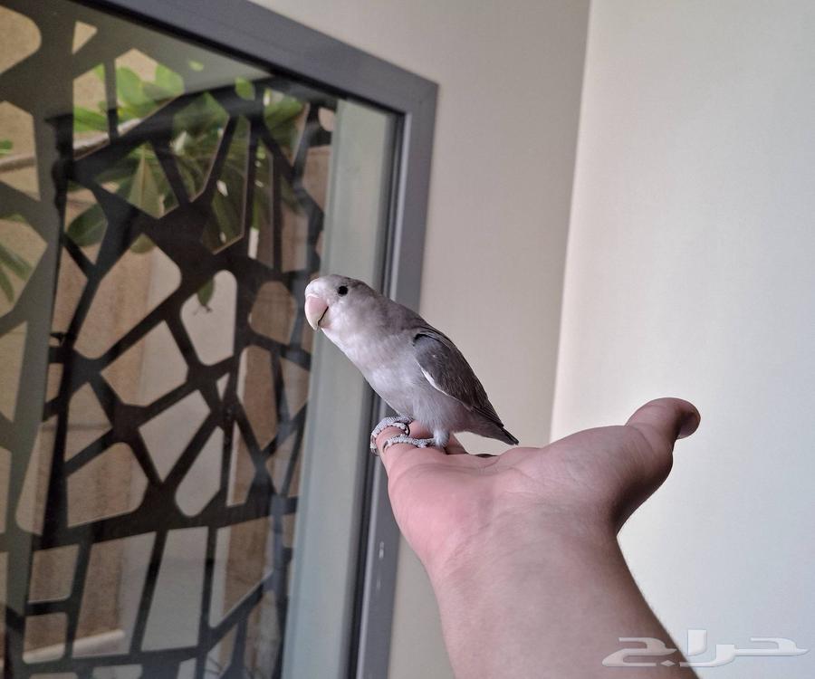 طير روز هدد (تم البيع)64489614524035110