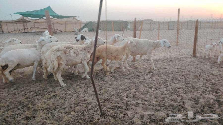 Sheep for Sale, High-Quality Breeds, Quantity 10 Below 7, Asking Price 145064491986427907112