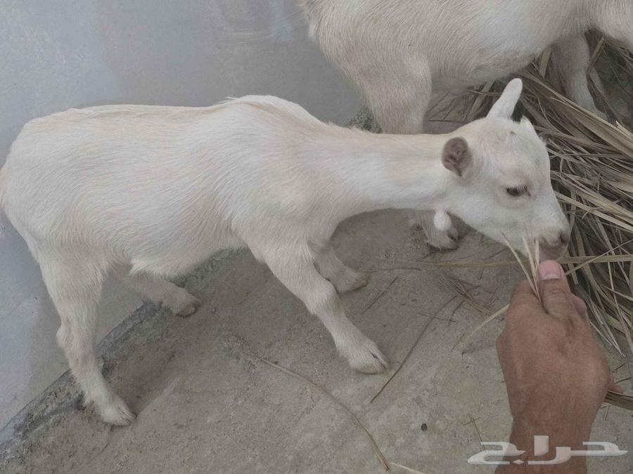 Dwarf goat and billy for sale, playful and beautiful, age one month64488644087553110
