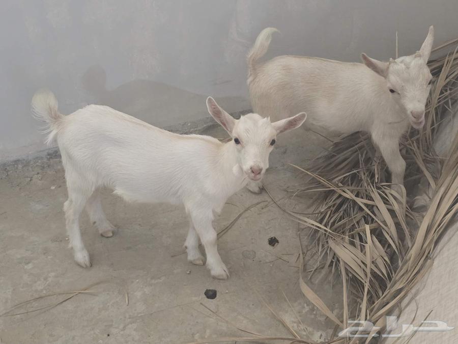 Dwarf goat and billy for sale, playful and beautiful, age one month64488644087553113