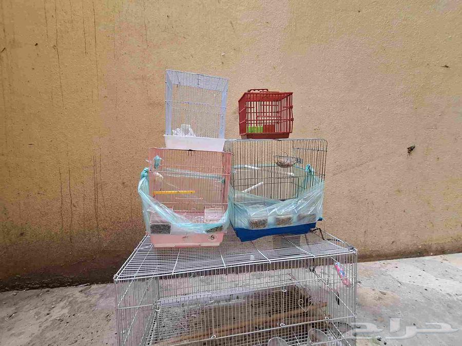Bird cages64488243118339110