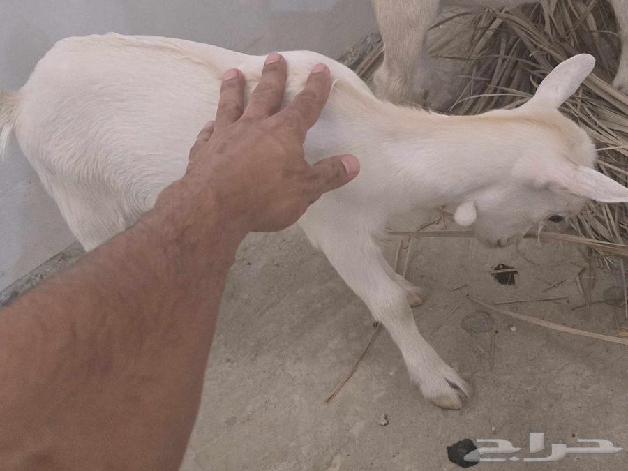 Dwarf goat and billy for sale, playful and beautiful, age one month64488644087553111