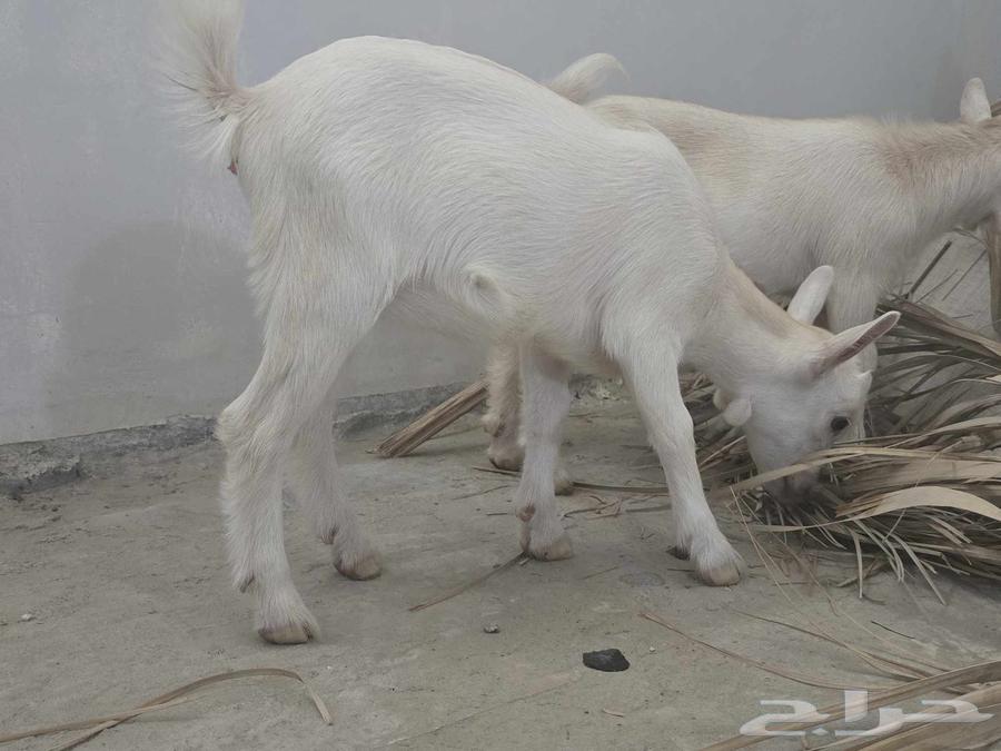 Dwarf goat and billy for sale, playful and beautiful, age one month64488644087553112