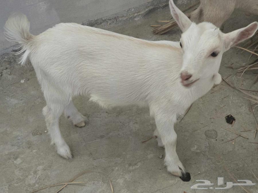 Dwarf goat and billy for sale, playful and beautiful, age one month64488644087553114