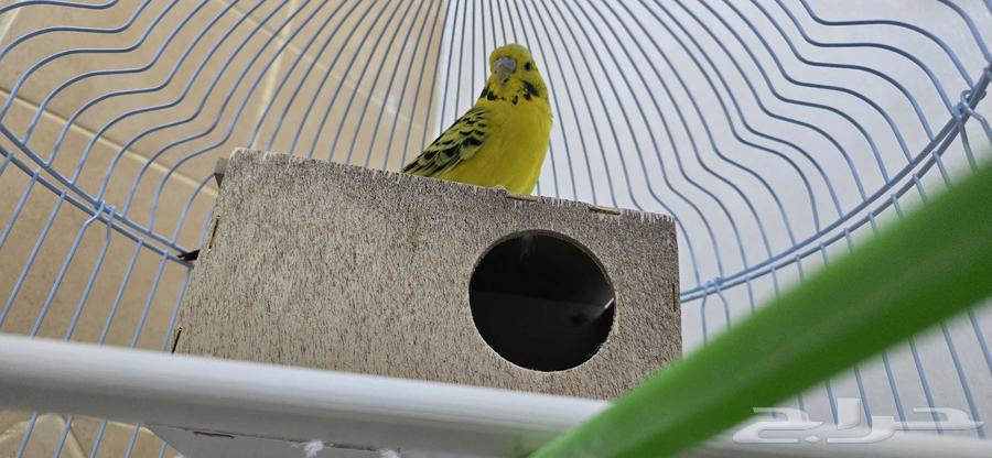 طير البادجي أنثى مع كامل أغراضه بدون البيت الخشبي64488146011651111