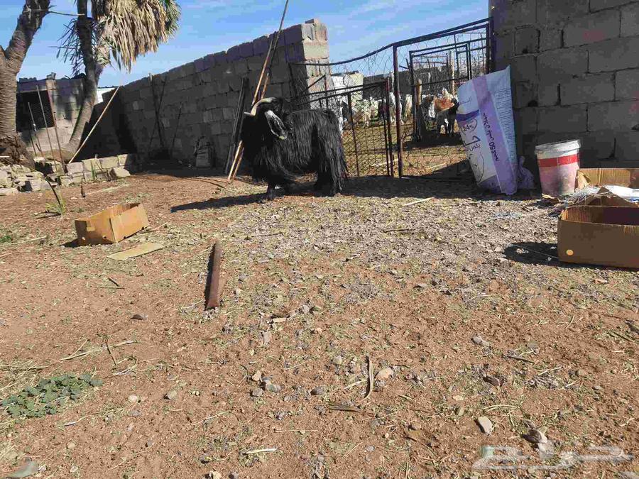 Stud goat64493518732547113