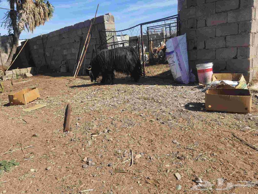 Stud goat64493518732547111