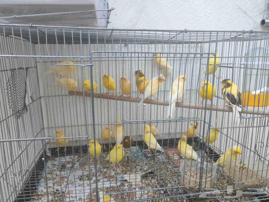 اناثي كناري للبيع64489364308481110