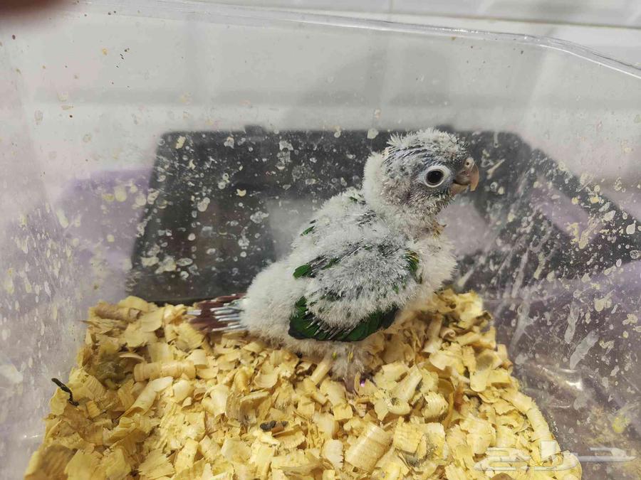 Yellow Side64488893099009111