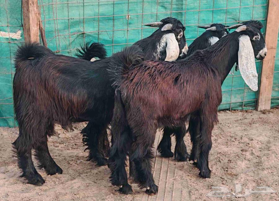 تيوس عوارض حلال بر سمان تم البيع64492663303553113