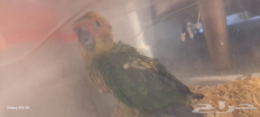 عرض خااص الحق فروخ صن كنيور وكنيور قرين شك64488961801602114