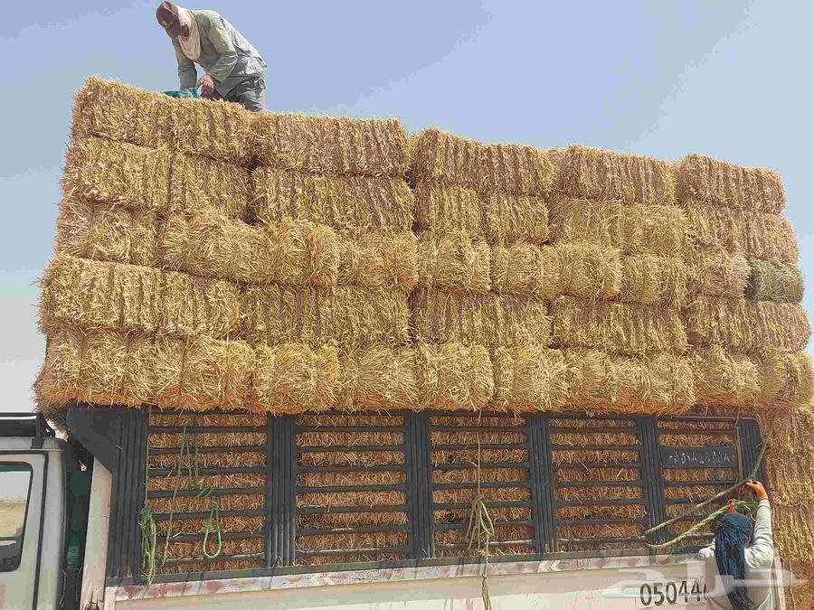 موجود تيبن ماشاالله64489253172354111