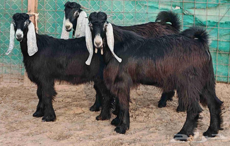 تيوس عوارض حلال بر سمان تم البيع64492663303553112