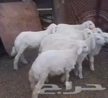 Sold, may God bless the buyer, and wait for the upcoming offers, the condition is met64486399226113113