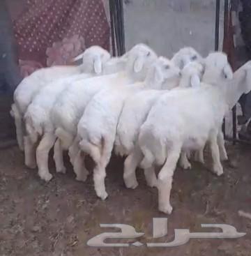 Sold, may God bless the buyer, and wait for the upcoming offers, the condition is met64486399226113112