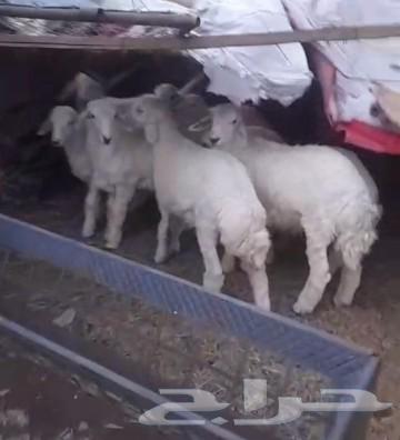 Sold, may God bless the buyer, and wait for the upcoming offers, the condition is met64486399226113110