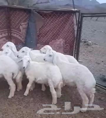 Sold, may God bless the buyer, and wait for the upcoming offers, the condition is met64486399226113111