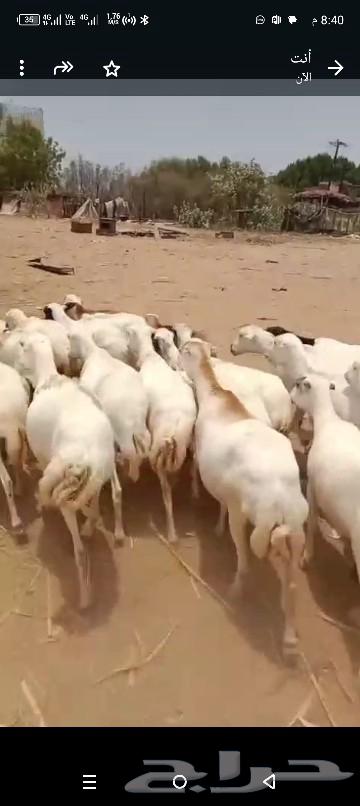 ضان فاخره العدد 70رس المولدات 15 مدفوع عليها 80064490828055427110