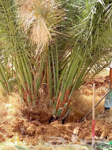 Palm trees for sale: Sukari, Rashoudi, Ajwa, Majdool, Anbar, Sajj, Skri, Barni, and Nan64494400542082110