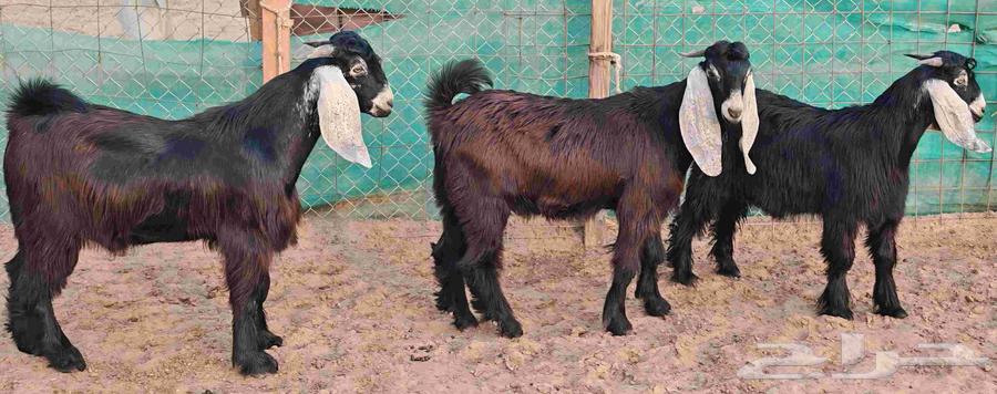 تيوس عوارض حلال بر سمان تم البيع64492663303553111