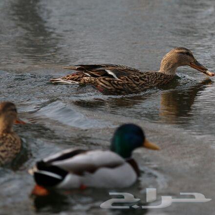 كاميرا كانون d70 مع عدسة 70 20064492921238019113