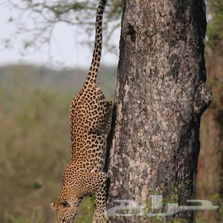 كاميرا كانون d70 مع عدسة 70 20064492921238019112