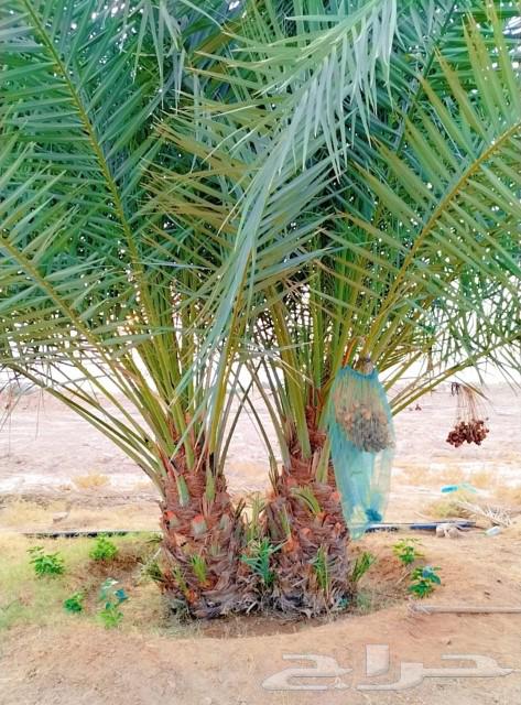 Palm trees for sale: Sukari, Rashoudi, Ajwa, Majdool, Anbar, Sajj, Skri, Barni, and Nan64494400542082114