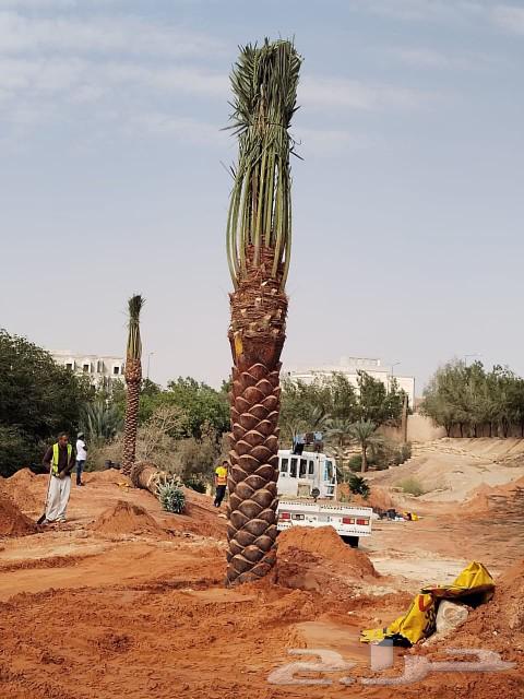 Palm trees for sale: Sukari, Rashoudi, Ajwa, Majdool, Anbar, Sajj, Skri, Barni, and Nan64494400542082113