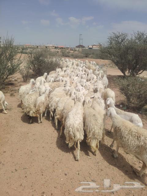 Free-range mountain sheep64489944617346111