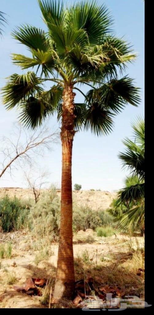 نخل واشنطونيا زينه للبيع الرياض جميع المقاسات64490482310915112