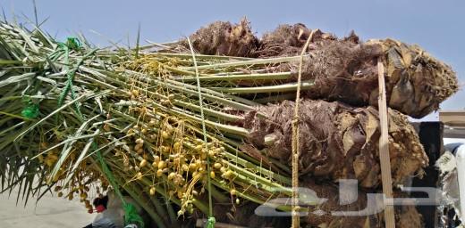 يتواجد نخيل طيب بثمره64490966341505111