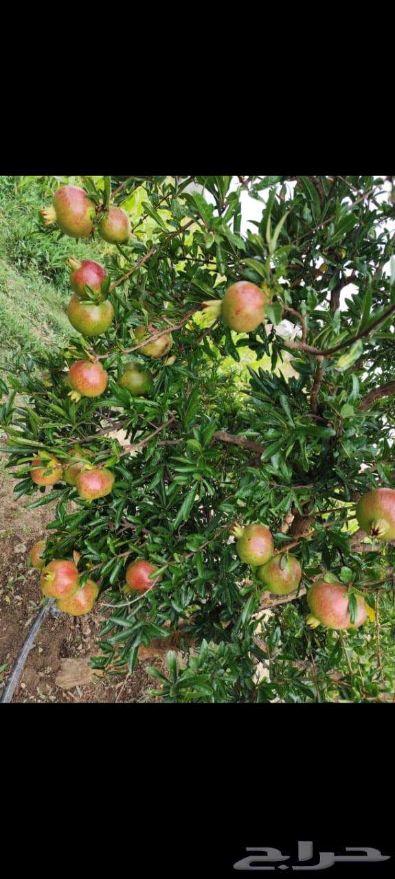 رمان الباحة . الان بالرياض64489003505281112