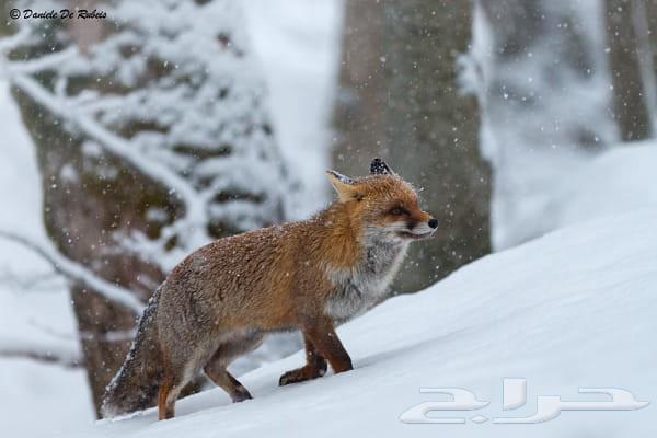 كاميرا كانون d70 مع عدسة 70 20064492921238019114