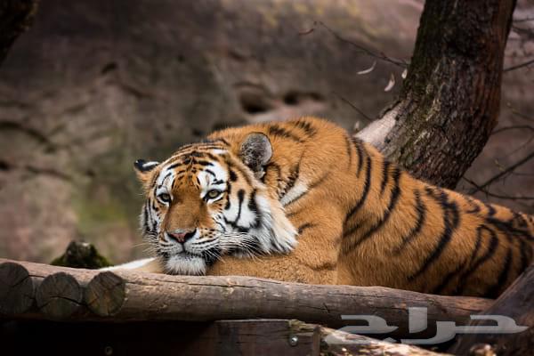 كاميرا كانون d70 مع عدسة 70 20064492921238019111