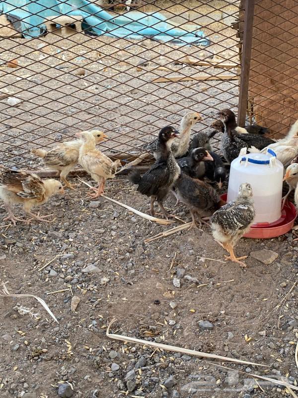 صوص مشكل للبيع64493137330434110