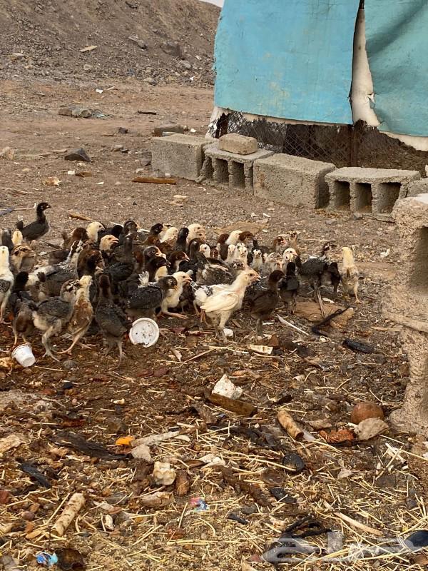 صوص مشكل للبيع64493137330434113