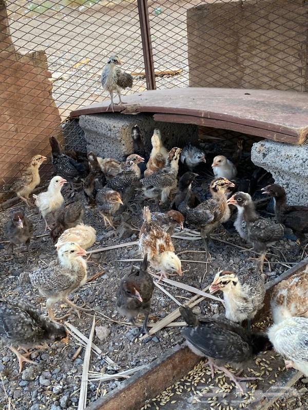 صوص مشكل للبيع64493137330434111