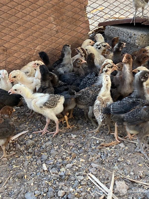 صوص مشكل للبيع64493137330434112