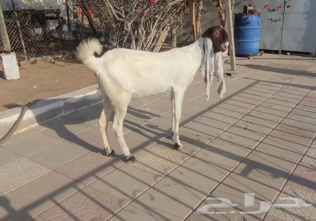 عنز حجازيه بيضاء خصم الخصم فاخره64487897115265114